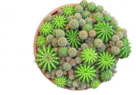 Na powierzchni zdrowych kaktusów nie występują żadne plamy i nie pokrywa ich korkowy nalot, a areole i wyrastające z nich ciernie tworzą regularny wzór.