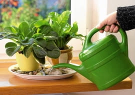 12.10.2006 WARSZAWA DLA KWIETNIK ROSLINA DONICZKOWA ROSLINY DONICZKOWE NAWADNIANIE NAWILZANIE NAWILZAC WILGOC FOT. LUKASZ ZANDECKI / AGENCJA GAZETA