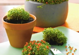 Pflege-Tipp: Korallenmoos vermehren durch Teilen nach dem Abfallen der FrŁchte SLOWA KLUCZOWE: Korallenbeere Korallenbeeren Korallenmoos Pflege Pflege-Tipp Pflegetipp Pflegetipps Topfpflanze Topfpflanzen Vermehren Zimmerpflanze Zimmerpflanzen pflegen <bertopf <bertUpfe Hochformat