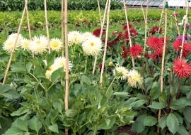 Wysokość podpór trzeba dostosować do rozmiarów, jakie osiąga dany gatunek, oraz do charakteru jego wzrostu. Mocnych zabezpieczeń wymagają pnącza - w ich wypadku montujemy je jeszcze przed posadzeniem młodych okazów bądź wysianiem nasion.