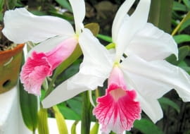 RIO DE JANEIRO , OGROD BOTANICZNY - ROSLINY TROPIKALNE - KATLEJA , STORCZYK , KWIATY FOT. IZABELA ZAWIERUCHA PUBLIKACJA OGRODY NR 11 (151) - 11 2011