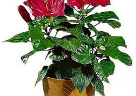 W sprzedaży są róże chińskie skarlane specjalnym preparatem. Po kilku miesiacach przestaje on działać i roślina się rozrasta.