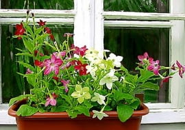 02.06.2003 WARSZAWA DOM PRYWATNY BALKON ROSLINY PACHNACE PACHNACY BALKON FOT PAWEL SLOMCZYNSKI / AGENCJA GAZETA