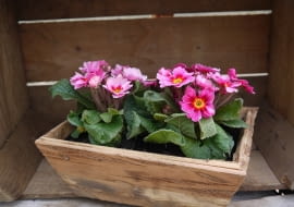 Pierwiosnki w ogrodzie