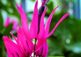 Kwiat pawonii wielokwiatowej zwieńczony jest pięknym pióropuszem pylników.