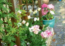 Tulipany, bratki i hortensje w pojemnikach witają gości już od progu.