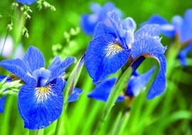 04.06.2007 OGROD - KOLONIA BOROWA KOLO PLOCKA LECH KOMARNICKI - WLASCICIEL , HODOWCA IRYSY BEZBRODKOWE FOT. MICHAL MUTOR / AGENCJA GAZETA