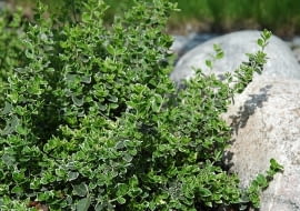 Trzmielina Fortune'a, zwana również trzmieliną pnącą to krzew o ozdobnych biało-zielonych liściach. Może się płożyć lub wspinać.