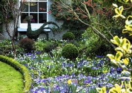 Crocus tommasinianus, Eranthis hyemalis, Leucojum vernum, and Hamamelis x intermedia 'Jelena' in winter border with Buxus- Box lawn edging. The Crossing House, Shepreth, Cambridge SLOWA KLUCZOWE: selective focus pale white bright purple yellow mauve flowers plant combinations winter drifts colourful flowerbeds beds borders Mixed Planting