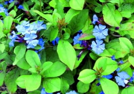 7AF9TPM plumbago (Ceratostigma plumbaginoides), blooming