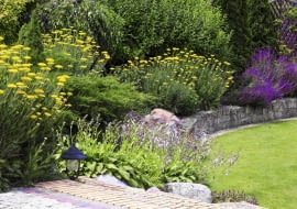 Fragment rabaty ze złocistymi krwawnikami wiązówkowatymi (Achillea filipendulina), liliowymi funkiami i fioletową szałwią(Salvia nemorosa)