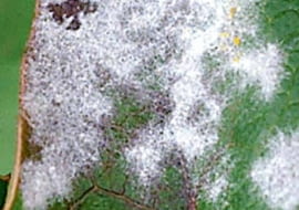 KONICA MINOLTA DIGITAL CAMERA8BIM%OV,jS8BIM:printOutputPstSboolInteenumInteClrmprintSixteenBitboolprinterNameTEXTBrother DCP-6690CW PrinterprintProofSetupObjcProof SetupproofSetupBltnenumbuiltinProofproofCMYK8BIM;