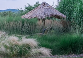 Cięcie traw ozdobnych