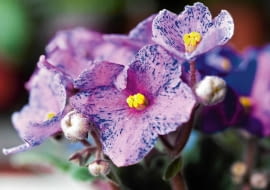 Rośliny doniczkowe, fiołek afrykański, pielęgnacja kwiatów