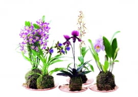 Katleja (Cattleya) ma kwiaty o średnicy od 3 do 15 cm. Drobnokwiatowe odmiany kwitną najdłużej (2-3 miesiące). Lubi wilgoć, zimuje w temp. 8-15°C. Brassia (Brassia) 'Painter Big Spider' kwitnie co roku, jeśli od września do grudnia w dzień stoi w temperaturze 18-22°C, a w nocy 13-15°C. Sabotek (Paphiopedilum) tworzy kwiaty o wysokości 30 cm, a ich dolny płatek ma kształt bucika. Po kwitnieniu rozetka liści zamiera, ale od razu rozwija się nowa. Zygopetalum (Zygopetalum) dorasta do pół metra wysokości. Ma pachnące kwiaty o średnicy do 9 cm. Nie lubi zraszania - często moczone liście gniją. Dendrobium szlachetne (Dendrobium nobile) i na młodych, i na starych pędach tworzy obfitość kwiatów, jeżeli od czerwca do października stoi pod 'chmurką', a od września jest też chronione przed deszczem.