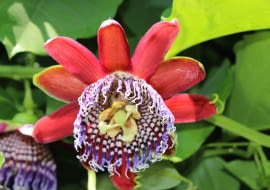 Passiflora Quadrangularis