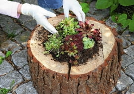 Stepp: Baumstamm mit Hauswurz (Sempervivum) bepflanzen SLOWA KLUCZOWE: au?en Baumstamm Baumst mme Baumstumpf Blumenerde Blumenk´bel Blumentopf Blument^pfe Dickblattgew chs drau?en Garten G rten Hand Handgriff Helga Noack Idee im Freien kreativ originell Roter Dachwurz Scharfe Fetthenne Scharfer Mauerpfeffer sedum acre Selbermachen selbst gemacht Sempervivum arachnoideum sempervivum tectorum atropurpureum Spinnweb-Hauswurz Spinnweb-Hauswurze Querformat