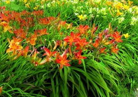 W wojsławickiej kolekcji liliowców z polskim rodowodem najwięcej jest mieszańców brata Stefana Franczaka. Posadzono je w porządku alfabetycznym.