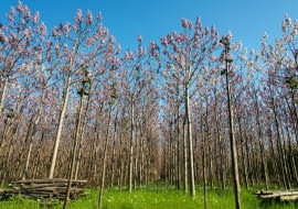 Paulownia omszona