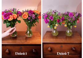 Przedłużanie twałości kwiatów - metoda z wódką