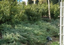 Jałowiec płożący (Juniperus horizontalis) 'Andorra Compact'