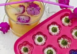 Eiswürfelschalen mit eingefrorenen Blüten SLOWA KLUCZOWE: Bellis perennis Blume Dekoration Drink Eis Eiswürfel Essen Essen und Trinken Fest floral Florales Food Gänseblume Garten Gastlichkeit Sommer Sommerdrink Sommerfest sommerlich Sommertisch Tageslicht Tausendschönchen Tisch weiß *** Local Caption *** 00617555
