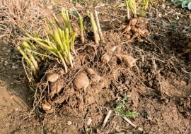 Wykopywanie bulw dalii