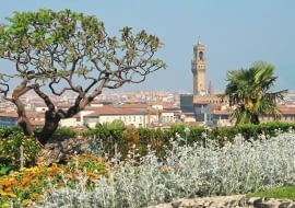 Pękające pędy sumaka octowca