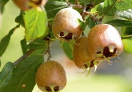 Rdzawozłote owoce nieszpułki zachwyciły swoją urodą holenderskiego malarza XVII wieku Adriaena Coorte.