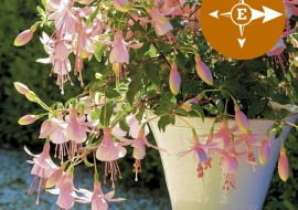 Fuksja Shadow Dancer Improved Rosella