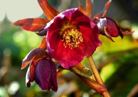 CIEMIERNIK CZERWONAWY (H. purpurascens) tworzy kępy o wysokości ok. 50 cm. Kwitnie od lutego do kwietnia.