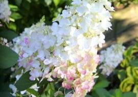 21.08.2009 KONSKOWOLA SZKOLKA OGRODNICZA JULIAN I GRZEGORZ KUROWSCY , KUROWSKI DLA MIESIECZNIKA OGRODY