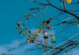 Diospyros virginiana