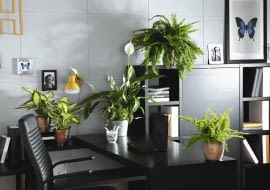 10.12.2009 WARSZAWA , SESJA KWIATY WE WNETRZU , ROSLINY DONICZKOWE : DIFENBACHIA ( DIFFENBACHIA ) ' CAMILLA ' , SKRZYDLOKWIAT ( SPATHIPHYLLUM ) , NA GORZE , PAPROC - NEFROLEPIS WYNIOSLY ( NEPHROLEPIS EXALTATA ) ' SONATA ' , PONIZEJ NEFROLEPIS WYNIOSLY ( N. EXALTATA ) ' CORDITAS ' STYLIZACJA MAGDA OLSZEWSKA DLA CZASOPISMA KWIETNIK OGRODY FOT. ARKADIUSZ SCICHOCKI / AGENCJA GAZETA PUBLIKACJA KWIETNIK NR 5 (185) - 5 2010 SLOWA KLUCZOWE: WNERZE ROSLINA ZDJĘCIE DO WKŁADKI: PUBLIKACJA KWIETNIK NR 5 (185) - CZASOPISMA