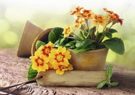 Pierwiosnkom, które maja stać na zewnątrz pojedynczo, zmieńmy torf na ziemie balkonowa, a ich plastikową doniczkę wstawmy do ceramicznej oslonki