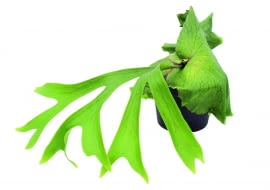 Paproć łosie rogi często oplata doniczkę kilkoma warstwami szerokich liści okrywowych.