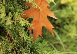 Pielęgnacja iglaków jesienią