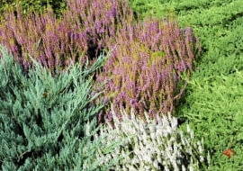 OGROD JESIEN JALOWIEC PLOZACY WRZOSY FOT. LILIANNA SOKOLOWSKA PUBLIKACJA KWIETNIK NR 9 (165) - 9 2008 SLOWA KLUCZOWE: OGRODY ROSLINY XNO ZDJĘCIE DO WKŁADKI: PUBLIKACJA KWIETNIK NR 9 (165) - CZASOPISMA