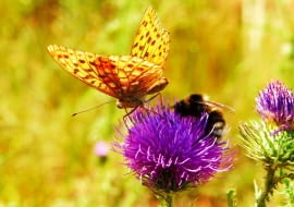 Łąka kwietna wieloletnia