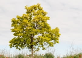 Robinia akacjowa