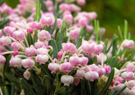 SAMSUNG DIGITAL CAMERA SLOWA KLUCZOWE: kwiat