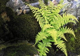 Paprocie różnych gatunków doskonale sprawdzają się na cienistym skalniaku.