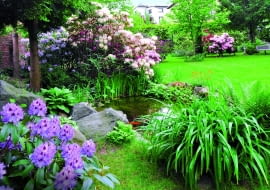 Rododendron "Blue Peter" - na pierwszym planie, za oczkiem wodnym - "Calsap" i "Lachsgold".