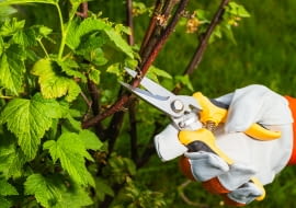 Przycinanie krzewów owocowych