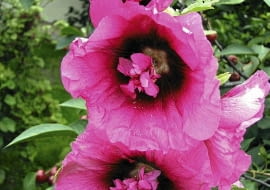 Malwa o nietypowych kwiatach