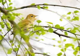 ONE TIME USE ONLY DO JEDNORAZOWEGO UZYCIA PTAKI - SLOWIK RDZAWY LUSCINIA MEGARHYNCHOS FOT. MARCIN KARETTA PUBLIKACJA OGRODY NR 6 (110) - 6 2008 SLOWA KLUCZOWE: PTAKI