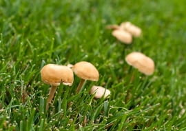 Zarodniki grzybów wprowadzamy do ogrodu z korą do ściółkowania rabat. Często też znajdują się one w podłożu organicznym wykorzystanym do zakładania trawnika