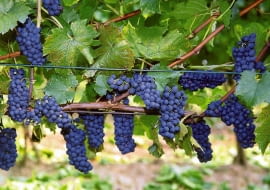 WINOROSL VITIS MERECHAL FOCH WINOGRONA WINOGRONO PNACZE FOT. ROMAN MYSLIWIEC ODBITKA PUBLIKACJA OGRODY NR 10 (78) - 10.2005 SLOWA KLUCZOWE: ROSLINY OWOCE