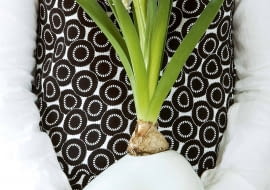 Efektowne zestawienie: biały hiacynt w naczyniu z białego szkła. Cebula wspiera się na brzegu, korzenie są lekko zanurzone w wodzie.