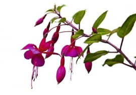 Fuksja. Rośliny doniczkowe